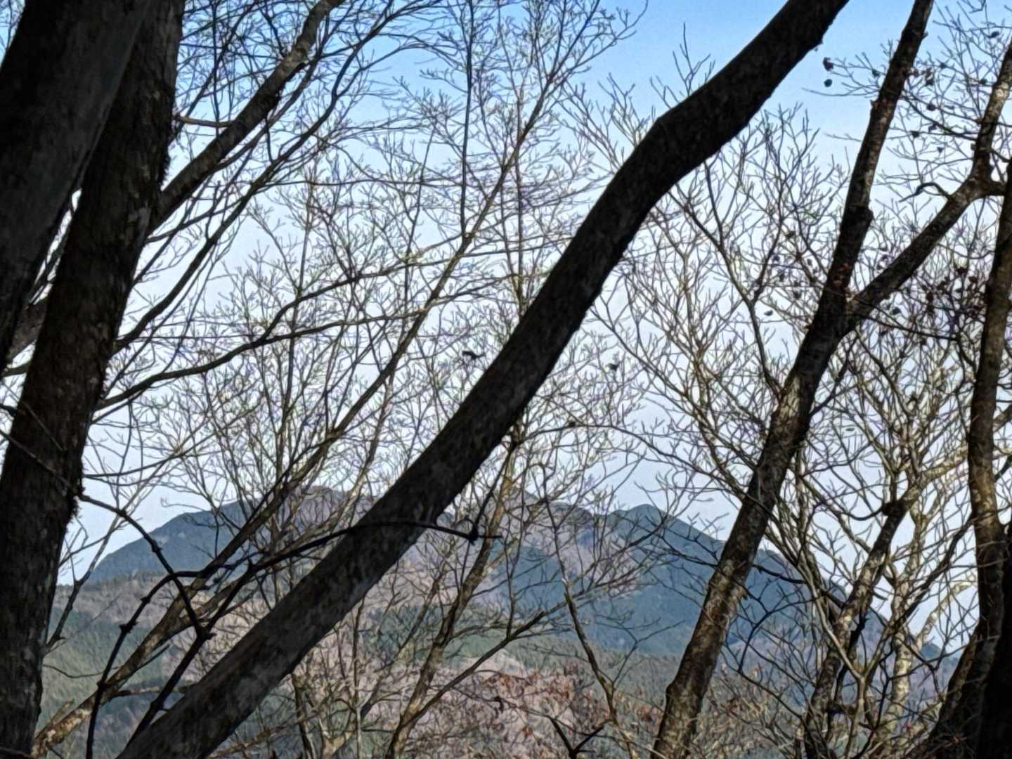 真富士も見えました。