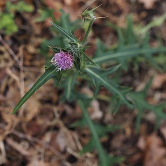 アザミ
かわいらしいけどちゃんとトゲトゲ🦔