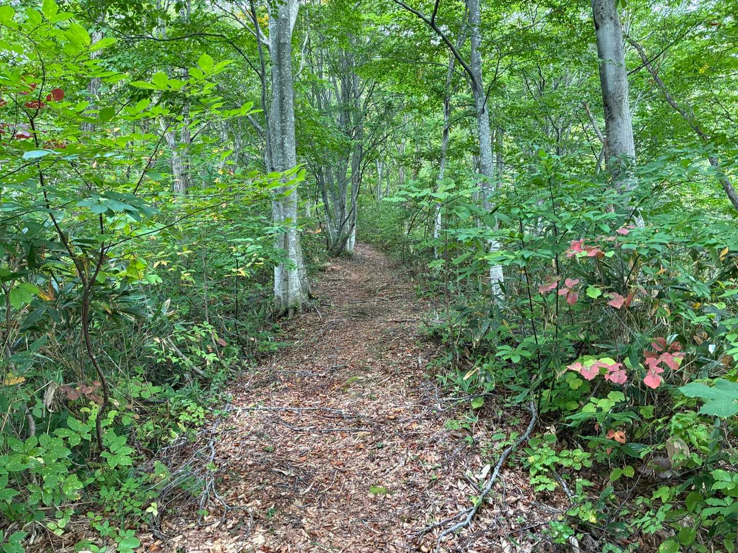 きれいな登山道