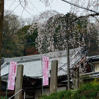 清水寺🛕と桜🌸③