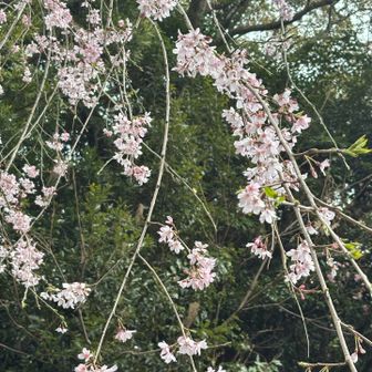 枝垂れ柳は華麗ですね😍