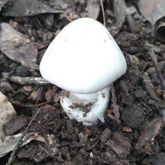 🍄ここまでは綺麗だが