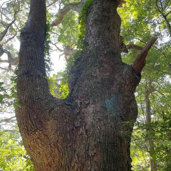 名前は「大クスの孫」