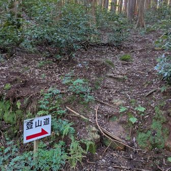 一旦林道に出て、つづら折り急登で山頂へ💪