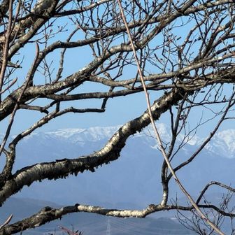木の奥に平な苗場山🏔️