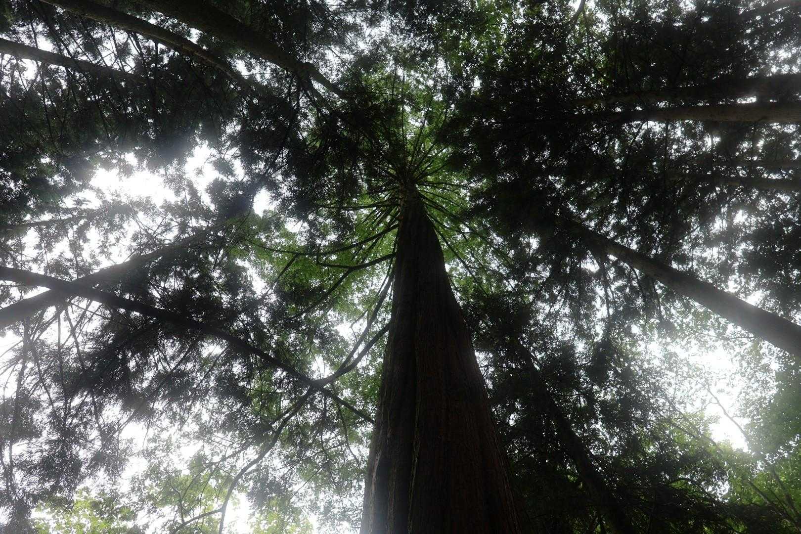 冠山登山口-冠山 往復コースの写真