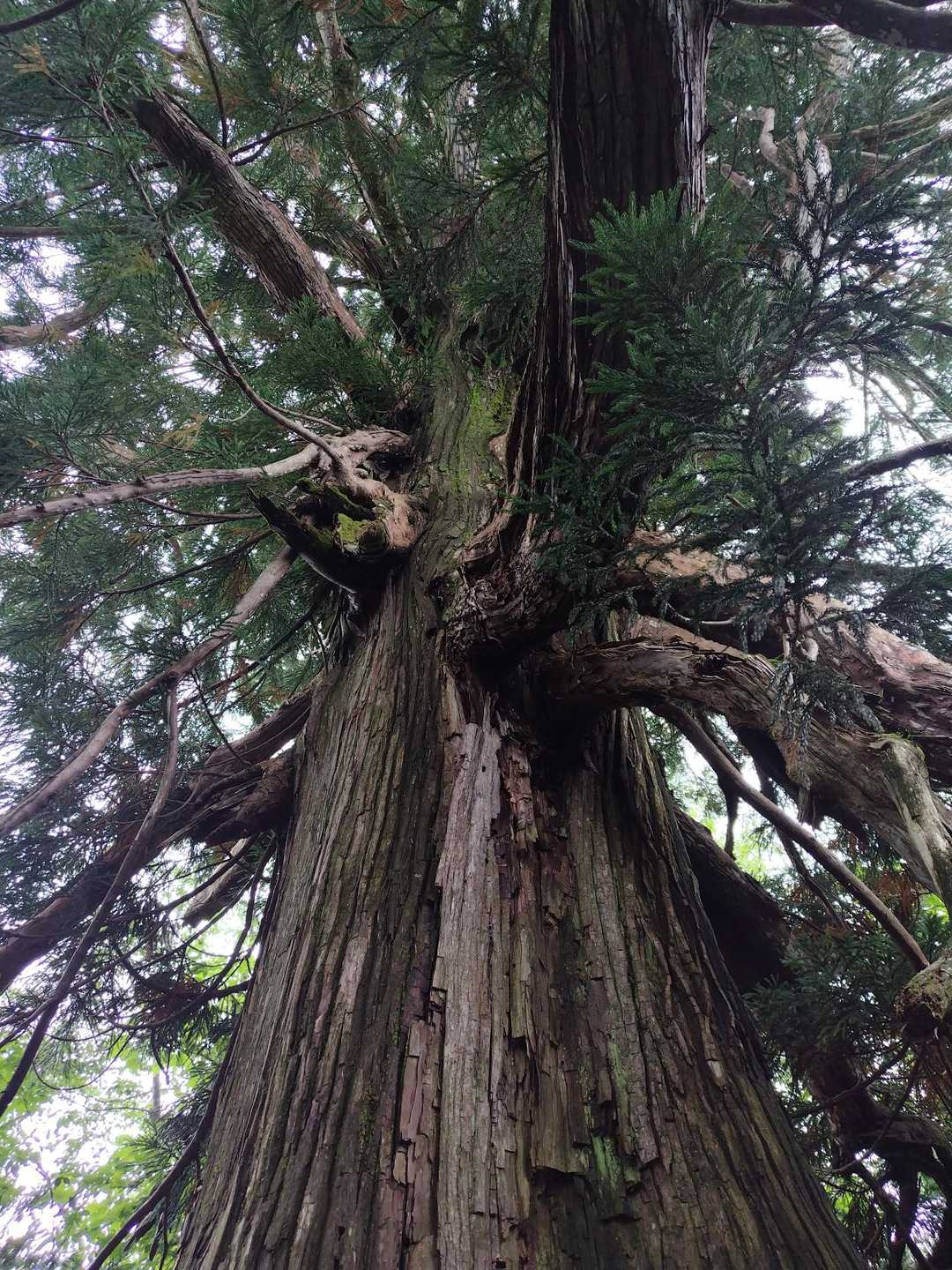 登山口の名前にもなる訳ですね
立派な杉の木🌲