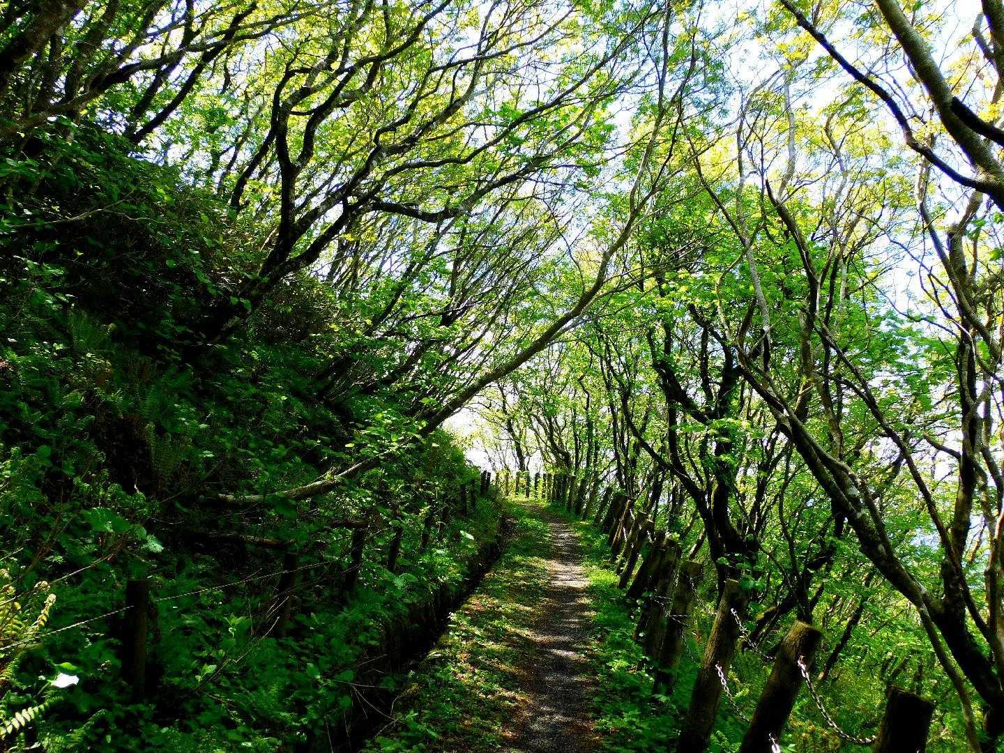 真山-本山 往復コースの写真