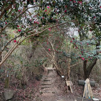 山茶花のアーチを潜って登った景色を見ながら無事下山🌺