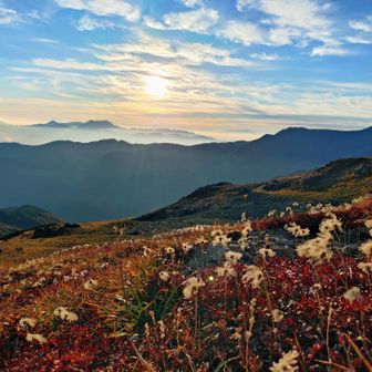 朝日にチングルマの綿毛が映える。