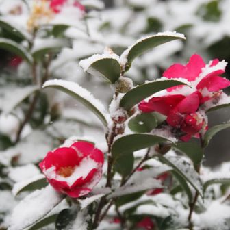 雪が積もって山茶花も寒そうに咲いていました。🌼