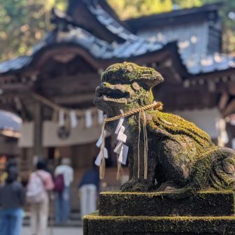 しめ縄と苔が印象的