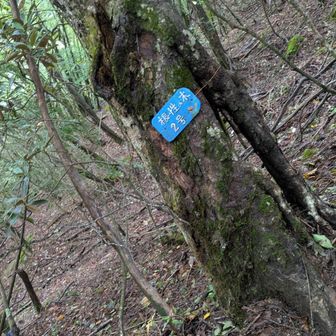 なぜ根性の木と呼ばれているのかな。しかも2号って⁉️