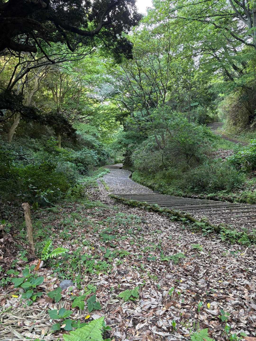 枚岡駅-枚岡神社-神津嶽-神津嶽ふれあい広場-瓢簞山駅 縦走コースの写真