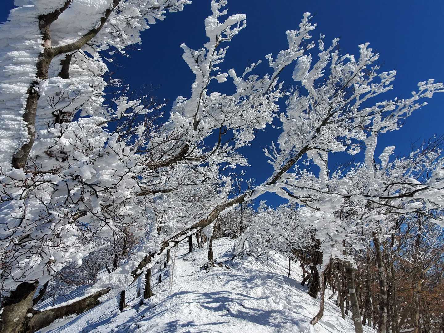 高見峠-高見山 往復コースの写真
