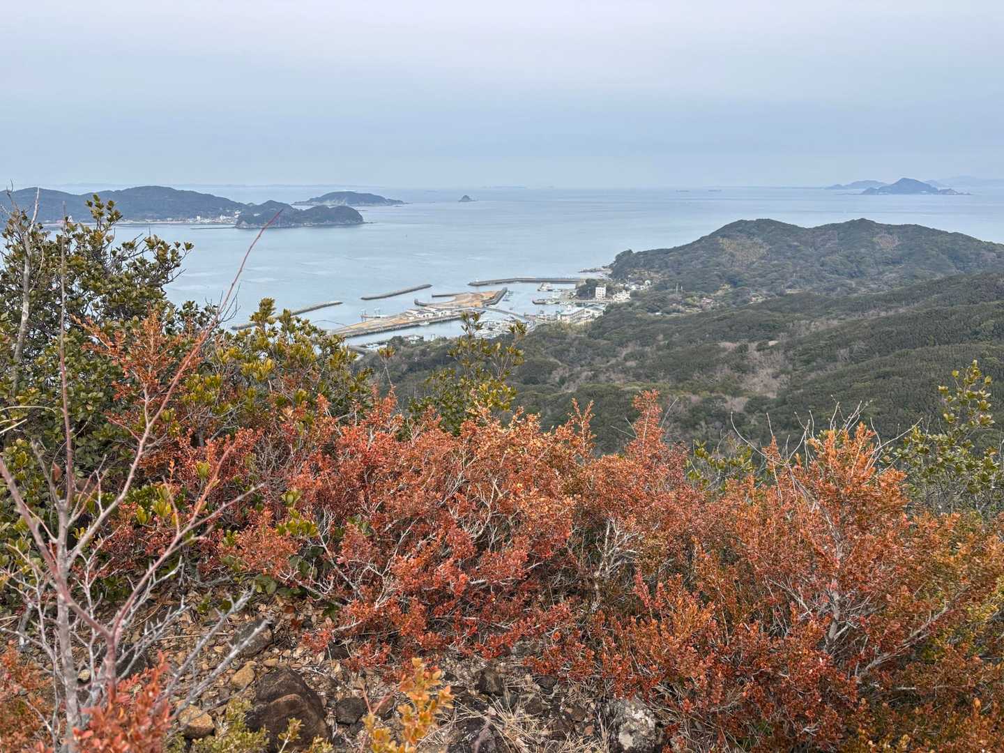 柘植越しに菅島漁港