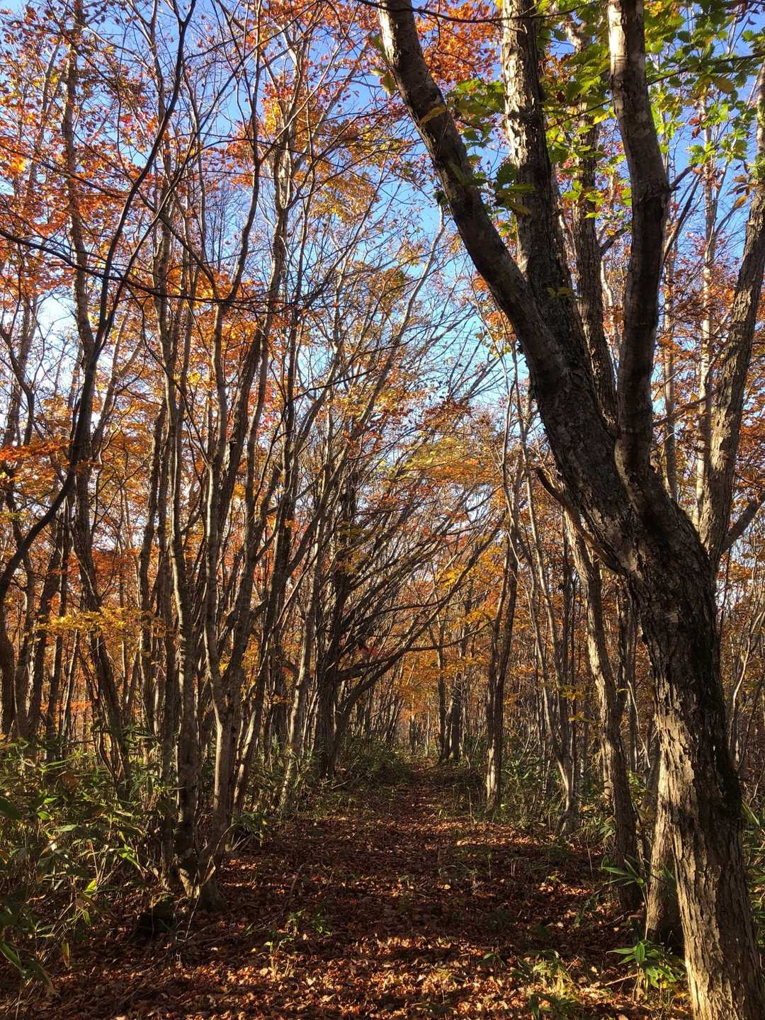 最後の緩やかな道は紅葉三昧でした