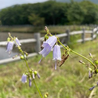 この景色は残ってほしいなー

また秋のお花が咲く頃来なくっちゃ
