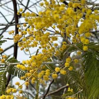 ミモザが咲いています。