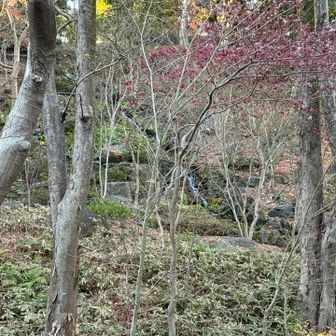 もみじ滝のチョロチョロ具合がわかるだろうか