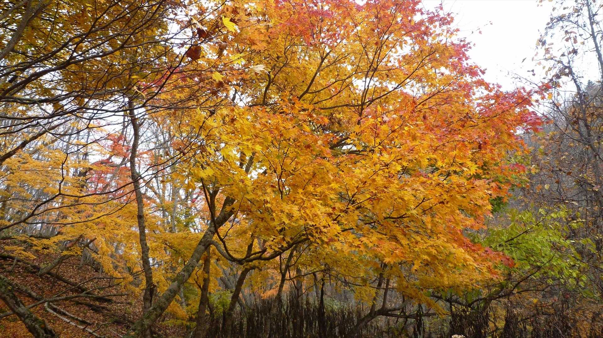 ポンポン山登山口-ポンポン山 往復コースの写真