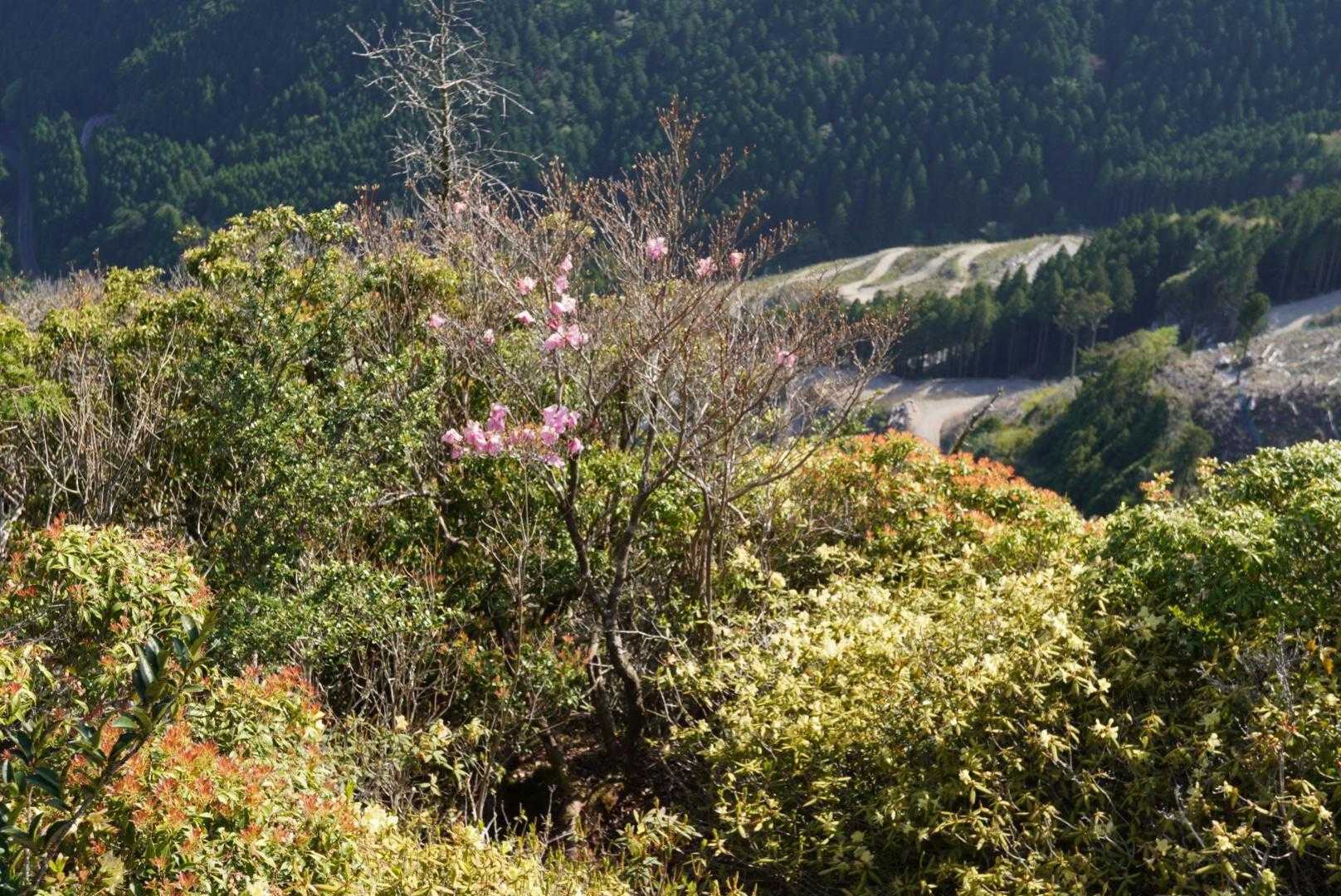 黒滝登山口-樫山峠-三辻山 往復コースの写真