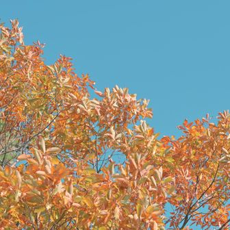 青空に映えます