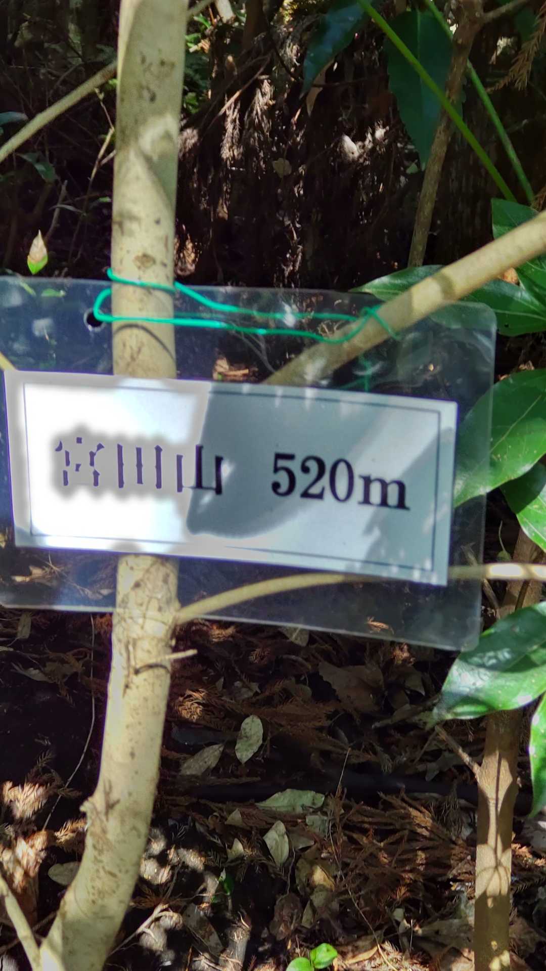 眺望全くありません🤣🤣
サツマイナモリとマムシグサは大量に生えてました🤣🤣