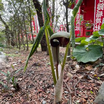 葛原岡神社で、生まれたてウラシマソウ🎣