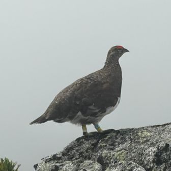 雷鳥「ガスは好都合やぞ」
デカい。