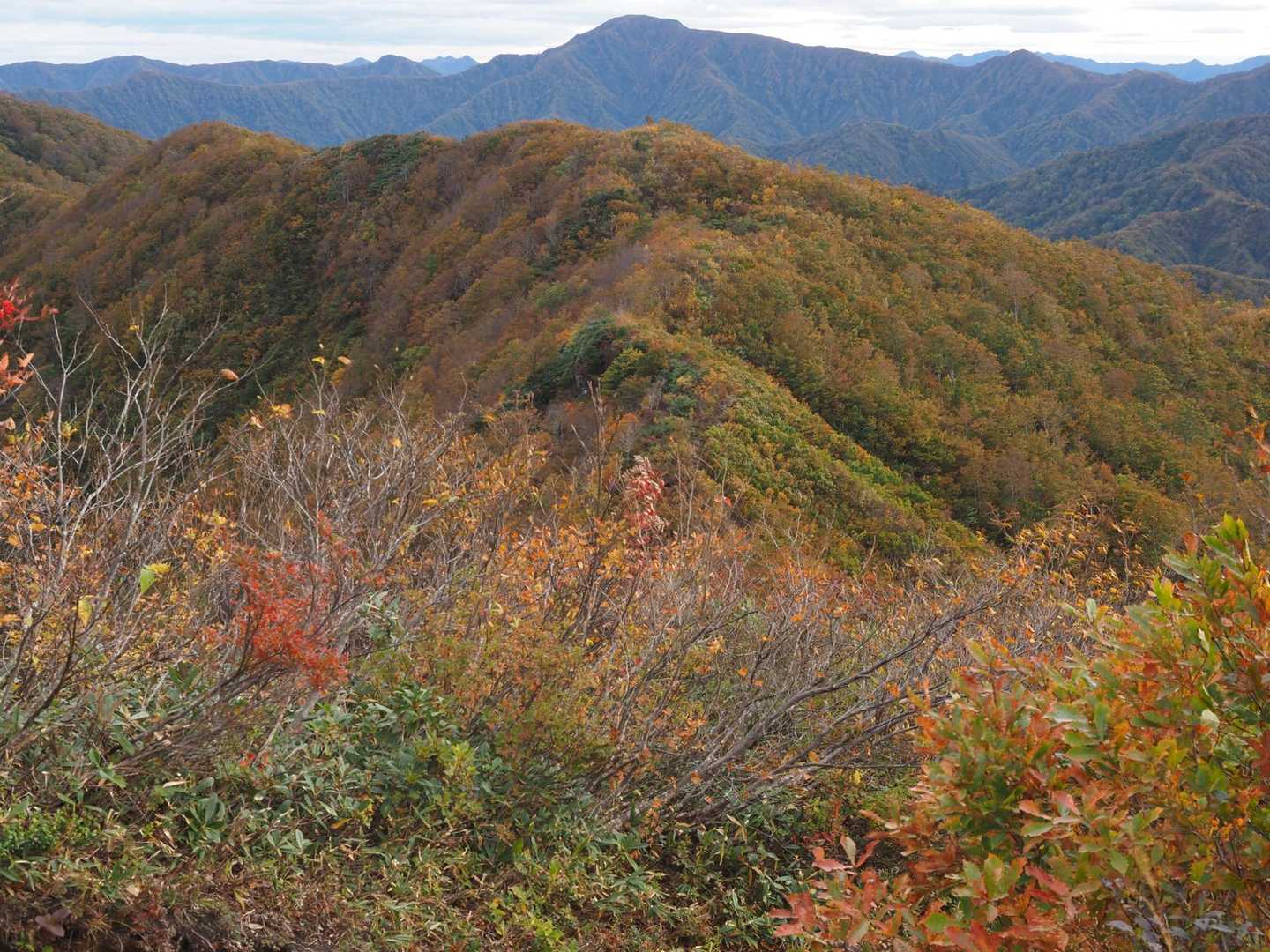枝折峠-明神峠-道行山 往復コースの写真