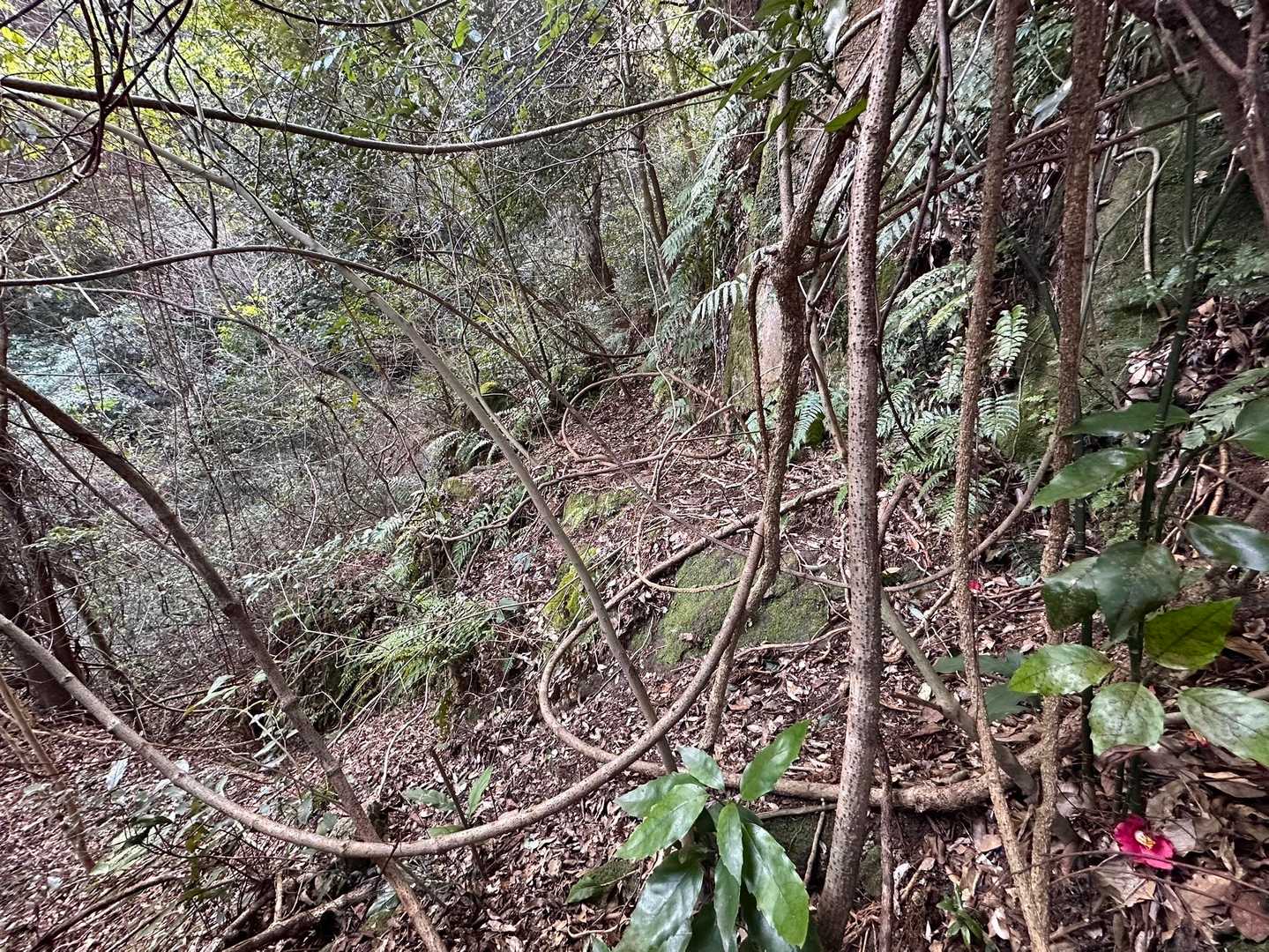 ここから先、急斜面を登ります。枝や木の根っこ、岩に掴まりながら登りますが、なかなか前に進むことができずタイムロス。う〜ん、こんな道だったとは想定外😱