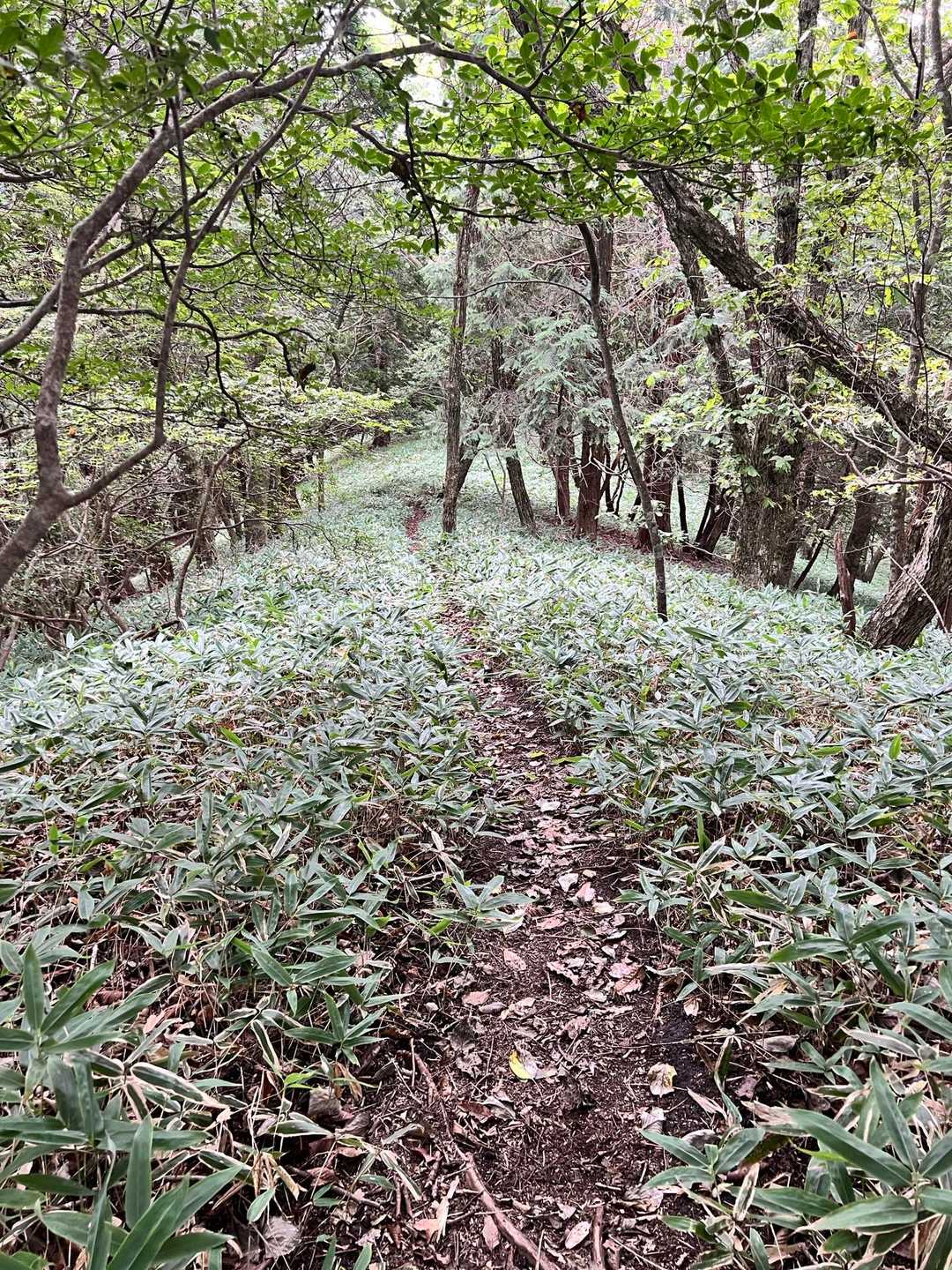 鬢櫛山から先は、笹葉生い茂る細道を降ります。所々道が見えなくなる程生い茂った箇所も😅
