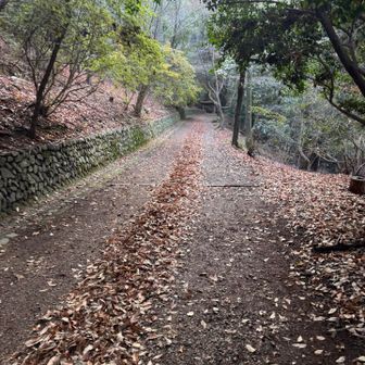 ここから仏徳山（大吉山）の山道。めっちゃなだらかな葛折り☝️足に優しい☺️