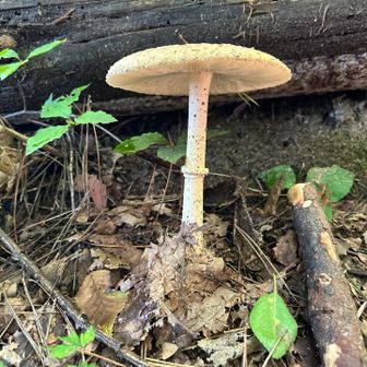 きのこ🍄‍🟫