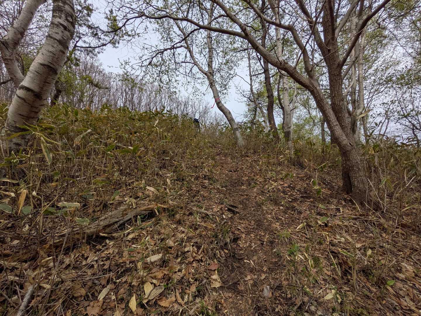 しっかり登山っといった登りです