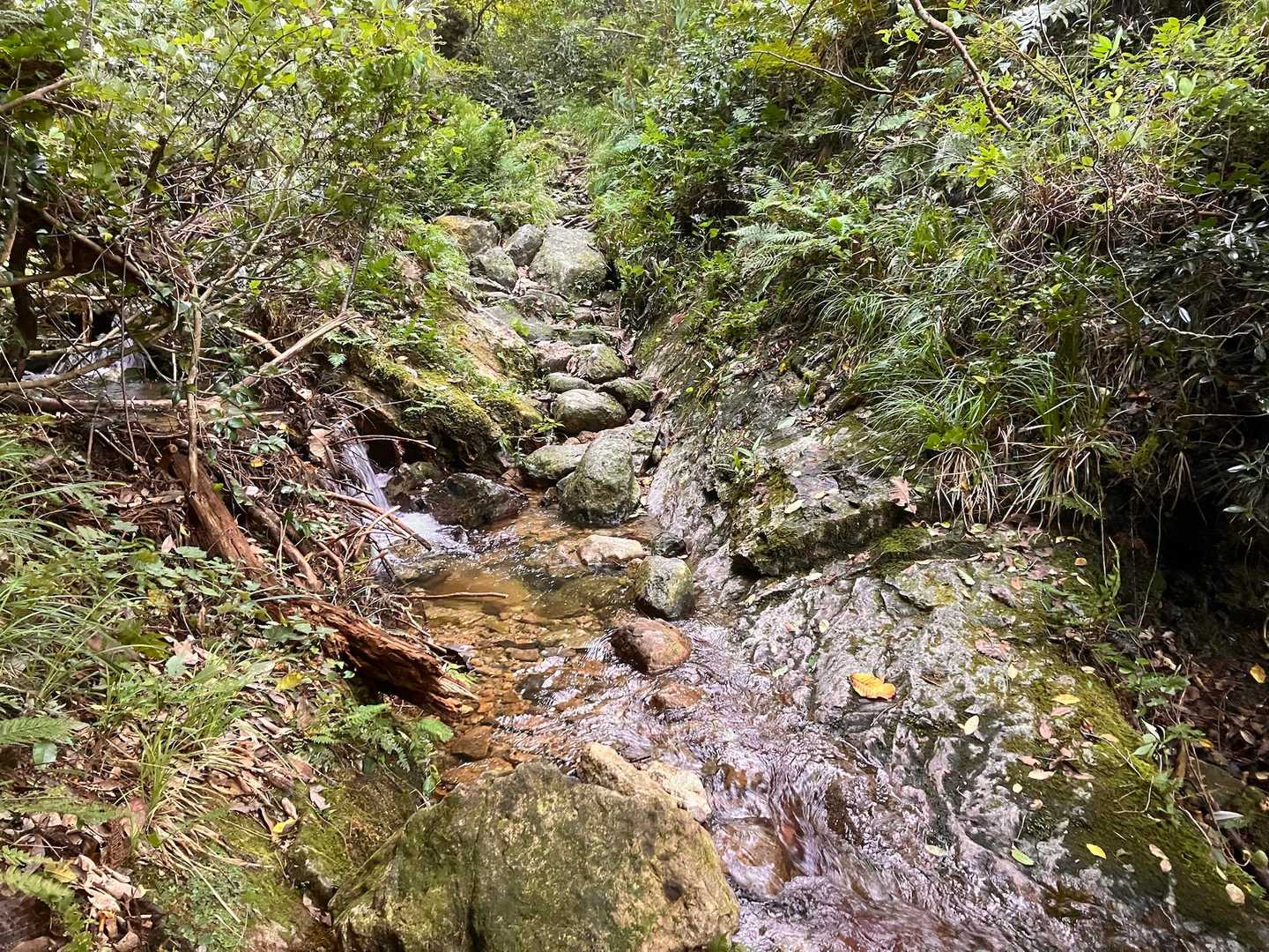 小川のせせらぎを聴きながらのんびり歩ける行者岩コース
西ノ谷と中ノ谷はとにかく登りっぱなし💦