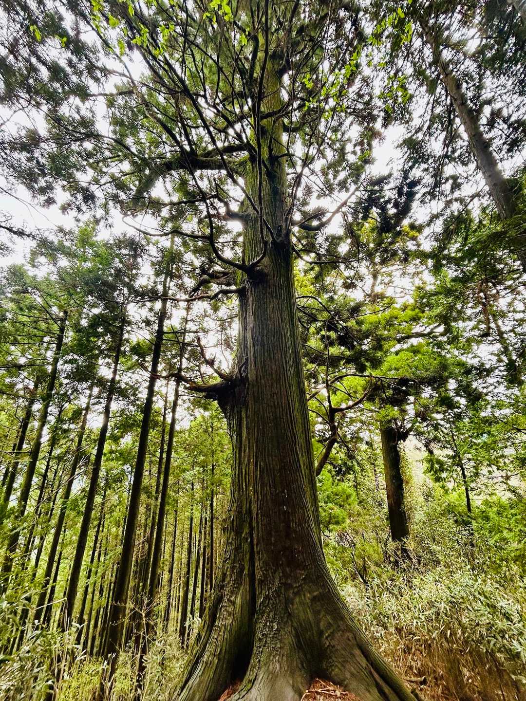 樹齢500年超の杉にパワーを貰って💪
