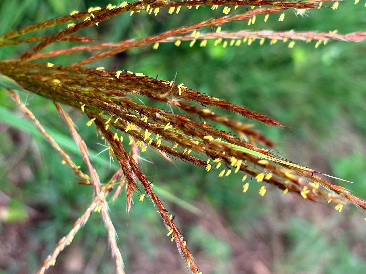 ススキ🌾の芽