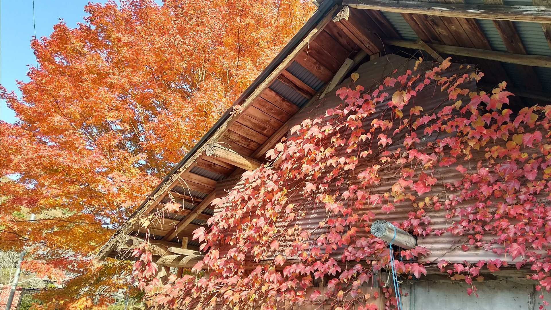ツタも紅葉🍁
