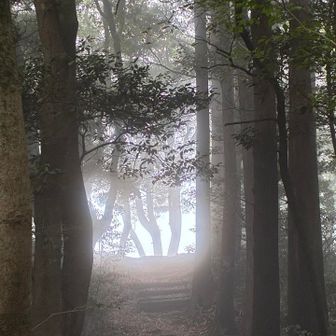 もうすぐ頂上
めっちゃ明るく、違う山に来たみたい