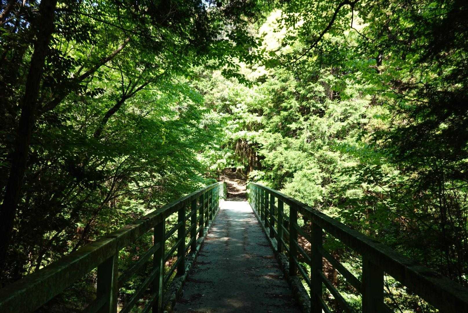 高根山-山星山 周回コースの写真