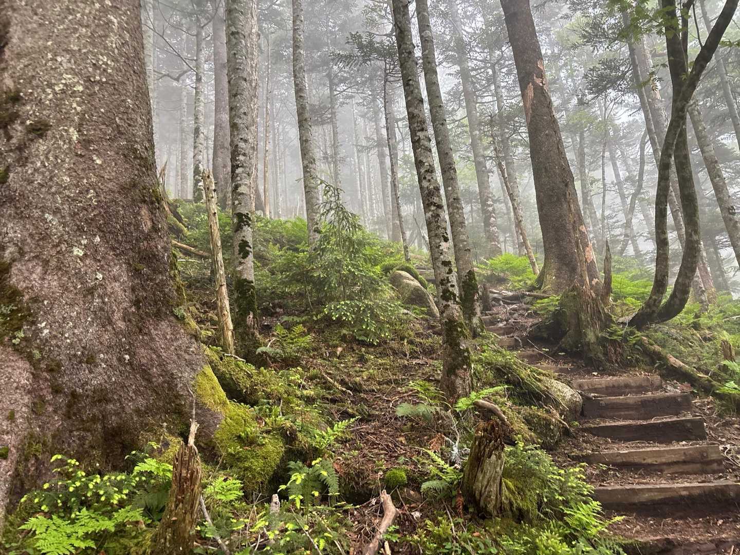 馬坂峠登山口-台倉高山-帝釈山-田代山 周回コースの写真