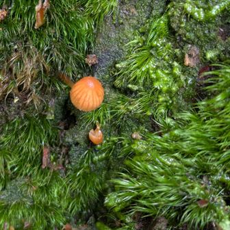 天狗杉に生えていた小ーさな🍄‍🟫
きのこ(ヒナノヒガサ)