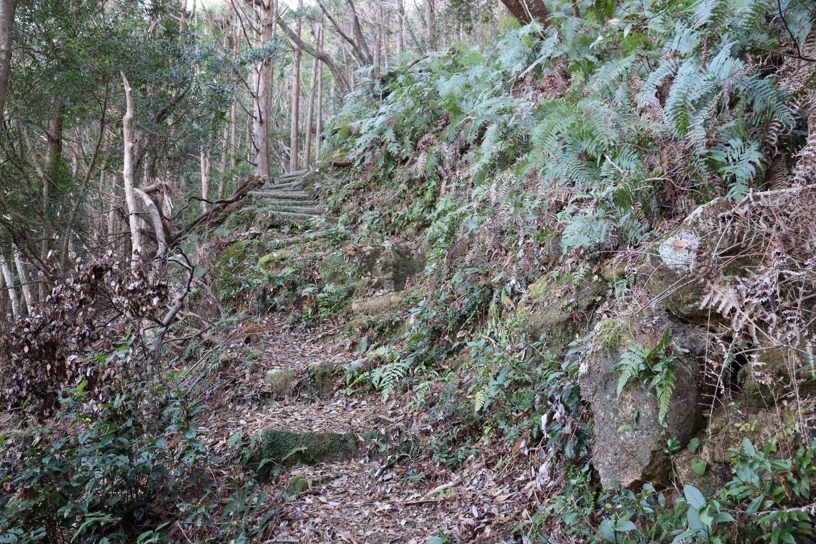 千穂ヶ峯-神倉神社 周回コースの写真