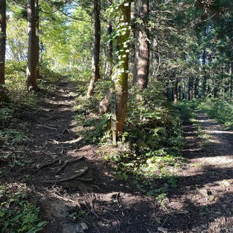 林道との分岐点。
なんだか険しそうな左手の登山道を登るか、楽そうに見える右手の林道を歩くか、選択が迫られます。