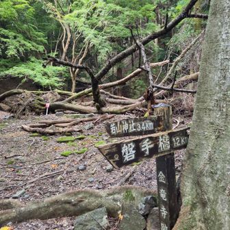 だいぶ降りてきたら、石垣が取り囲む広い場所に。ここが金龍寺跡らしい。
