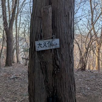 急登は478m地点あたりまでで、大久保山の前後はとても平和な散歩みち。
歩く人は少ないとは思ってたけどホントに誰もいない。かわりに人間を超えるミドルサイズのコンウーを見かけること２回。ラージというほどじゃないのでイノシシかセントバーナードでしょう。