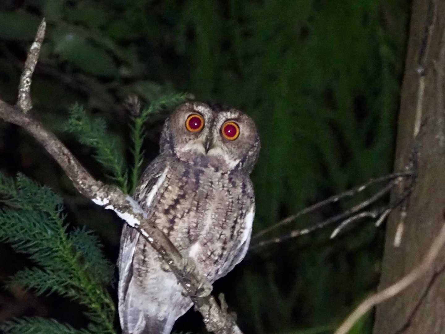 暗闇の中、ヘッデン照らして撮影しました📷
Googleで調べたらフクロウ🦉の仲間で「コノハズク」でした。
まん丸の大きな目がコチラを見つめていて可愛いかったです😃