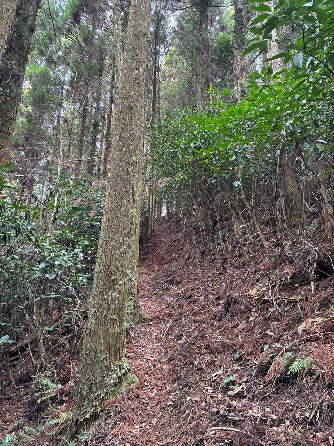 この辺りからひと頑張り🥾